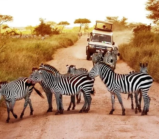 10 Days East Africa Year-Round Migration Safari