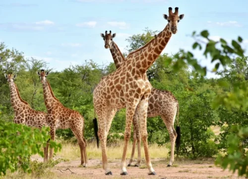 11 Days Luxury Tanzania Migration Safari