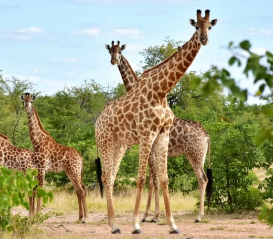 11 Days Luxury Tanzania Migration Safari
