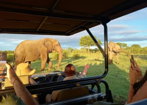 13-Day Honeymoon Safari : Cape Town Safari