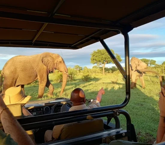 13-Day Honeymoon Safari : Cape Town Safari