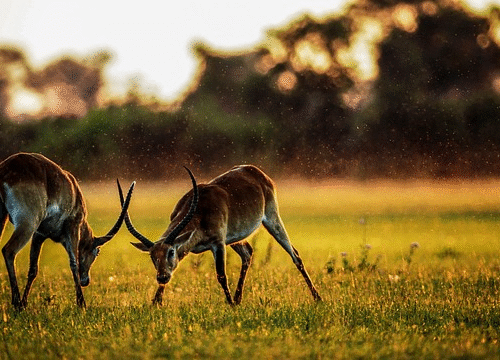 Unforgettable Safari Adventures: Why Africa Should Be on Your 2025 Travel List