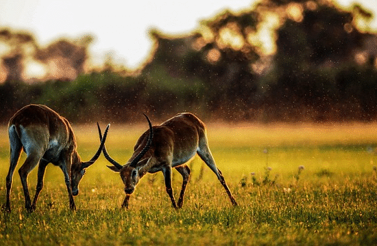 Unforgettable Safari Adventures: Why Africa Should Be on Your 2025 Travel List